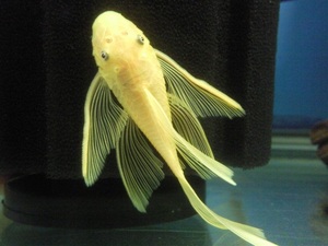 蓝眼大帆胡子鱼