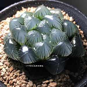 小艾多肉园艺精品十二卷蓝镜玉露透亮饱满冰灯多肉植物一物一拍