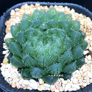 小艾多肉园艺精品十二卷翠云玉露透亮透窗玉露多肉植物一物一拍