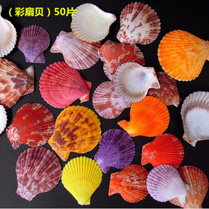 天然七彩扇贝 彩色贝壳 大贝壳 地台/墙贴鱼缸装饰水族箱家居造景