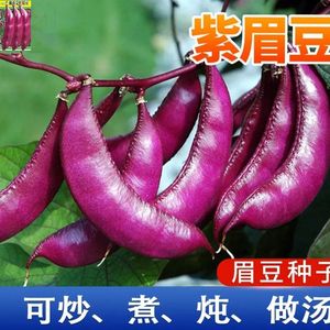 紫眉豆种子高产早熟豆角猪耳朵红肉紫扁豆种孑梅豆种籽爬藤蔬菜种