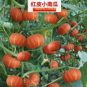 红贝贝南瓜种子板栗高产香甜小金瓜种籽春季四季阳台农家蔬菜种孑