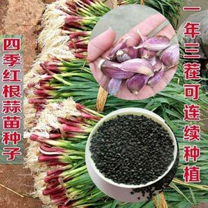 红头香蒜种子春夏秋冬三茬连续抽苔种植蒜苗种籽阳台盆栽蒜苗种子