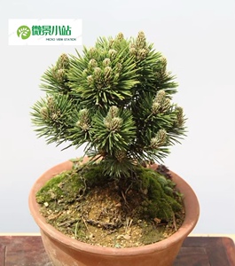 日本松树千寿丸盆景 老盆两年特级芽头嫁接 短针三河黑松庭院