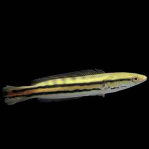 tb420617867淘宝大铅笔鱼多曼鱼黑黄红魔神红帝王麦克七彩海象大型