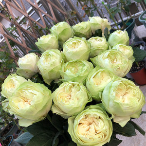 东涤月季 白色卡哈拉月季 鲜切花品种 d12盆 稀有切花月季品种