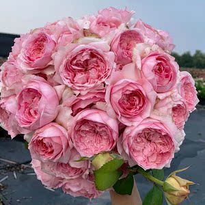 东涤月季 微醺月季 中国天狼(姜正之) 灌木大花2021新品盆栽抗病