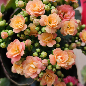 大花巴黎系列进口长寿花带花苞盆栽重瓣新品名贵四季观花植物稀有