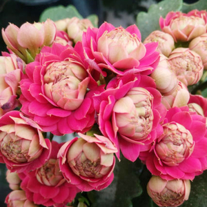 新品长寿花超大花巴黎系列惊艳唐卡里斯本喜糖女神玛丽夏荷马德里