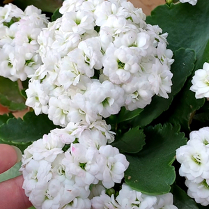 白色长寿花重瓣白雪公主白鲸格雷塔绿巴黎冰岛