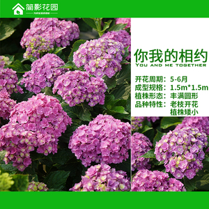 简影花园 你我的相约/你和我在一起重瓣大花绣球八仙花绿植包邮