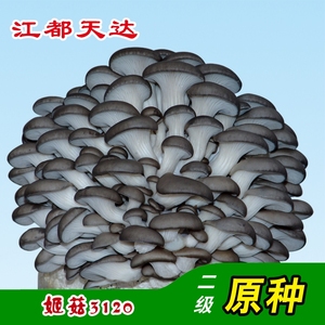 平菇菌种原种