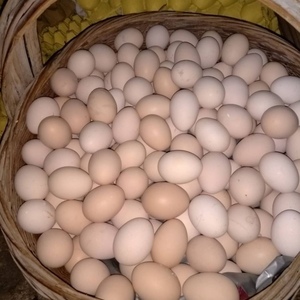 土鸡蛋新鲜农家散养土鸡蛋溜达鸡蛋