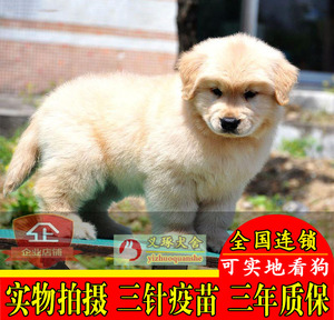 成都金毛幼犬 出售金毛犬寻回犬 纯种赛级金毛狗 宠物狗狗活体t16