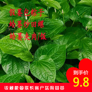 广东野菜