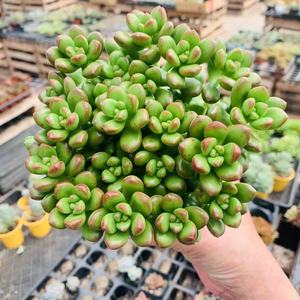 丸叶松绿多肉植物大盆群生状态好全店满38包邮涵涵肉多多