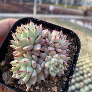 原始绿爪老桩多肉植物组合盆栽露养控水状态全店满38包邮涵涵肉多