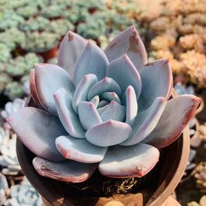 嫦娥精品韩版贵货多肉植物血斑透亮出状态带血斑超美肉肉