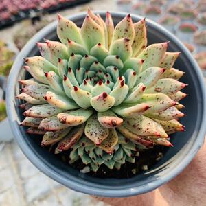 原始绿爪老桩多肉植物组合盆栽露养控水状态全店满38包邮涵涵肉多