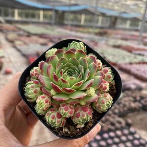 爱德华球长生草系列多肉植物组合盆栽全店满38包邮涵涵肉多多