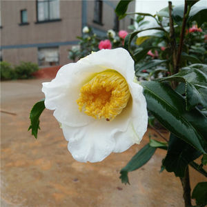 白鱼尾茶 山茶花 原生扦插苗 年年有余茶花苗 寓意好的山茶花