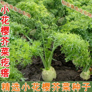 芥菜疙瘩的介绍图片