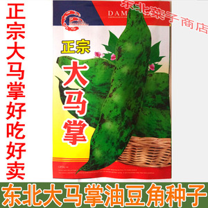 东北蔬菜种子5袋包邮 大油豆角种子 大马掌架油豆角种子100g