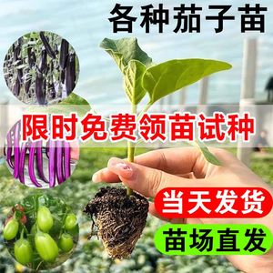 长茄子苗秧苗种籽种子苗圆青杭茄长茄特大嫁接四季蔬菜孑大全南方