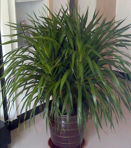 龙血兰植物