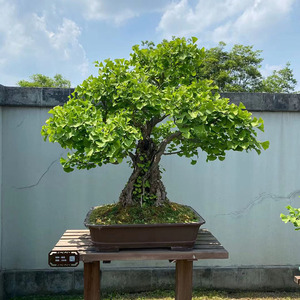 银杏树盆景观赏盆栽造型金叶提根老桩活苗庭院阳台绿植易活四季