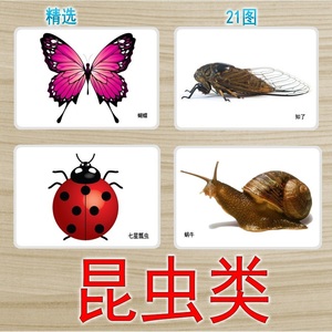 幼儿园教师教学教具卡片常见昆虫认知卡认识昆虫卡片大卡儿童教材