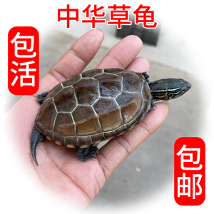 中华草龟小乌龟活体外塘宠物长寿龟水龟金线龟活物龟小观赏宠物龟
