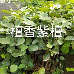 檀香紫檀树苗正宗名贵红木木苗印度小叶紫檀苗宅院户外绿植