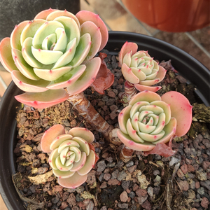 多肉埃斯梅拉达