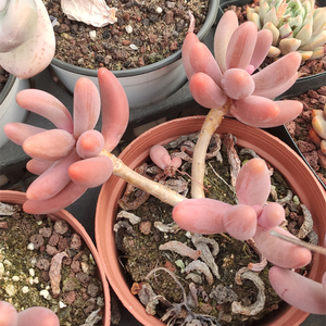 多肉植物 精品可选 红手指 多头老桩  阳台庭院小盆栽