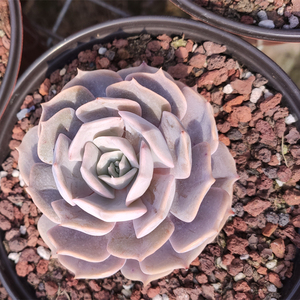 多肉植物双子座