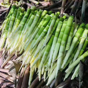 22年新鲜竹笋春笋笋尖小竹笋野生山竹笋手剥嫩笋芽无水真空装包邮