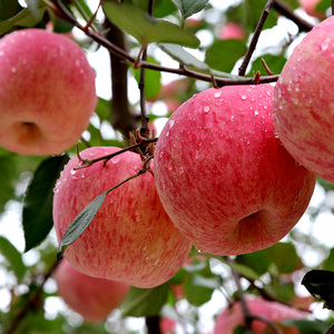 洛川苹果 陕西苹果红富士水果苹果水果 新鲜24枚80mm精品中果