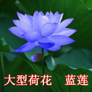 荷花种子蓝色_荷花种子蓝色价格_淘宝天猫热销荷花拿