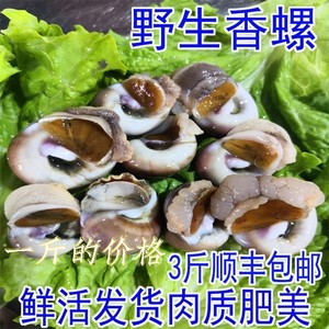 005人付款淘宝商用10斤装冰冻冷冻鲜冻半壳扇贝瑶柱红螺红贝栉孔贝