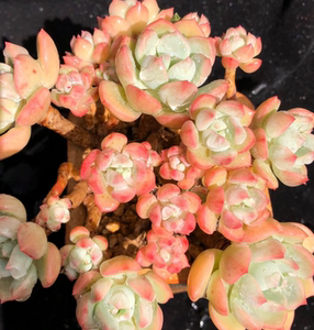 多肉植物格林多头