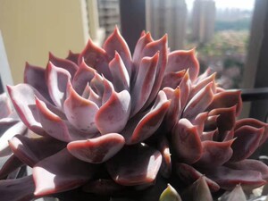 【一物一拍】日立昂 拍于11.11老桩橙梦露杂交露西娜阳台多肉植物
