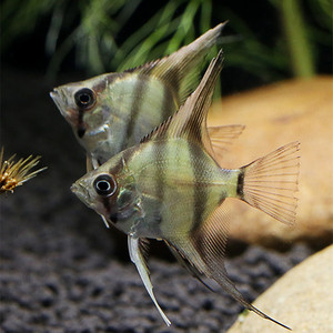 秘鲁神仙海鸥神仙鱼中小型观赏鱼热带鱼水草缸燕儿鱼宠物鱼活体