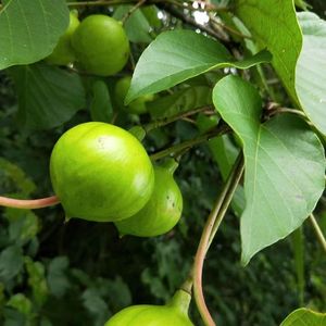 现摘新鲜野生桐子叶桐子果种子疣果油桐树叶粑粑桐子树叶非食用果