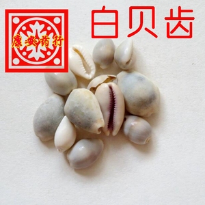 中药材 白贝齿 贝子500克 另有紫贝齿