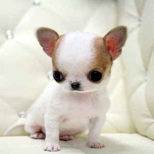 出售纯种吉娃娃犬袖珍吉娃娃犬小体苹果头吉娃娃幼犬活体宠物狗狗