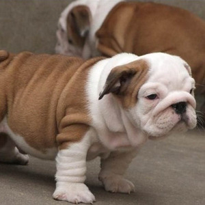 【英国斗牛犬幼犬老虎狗】英国斗牛犬幼犬老虎狗品牌,价格 - 阿里巴巴