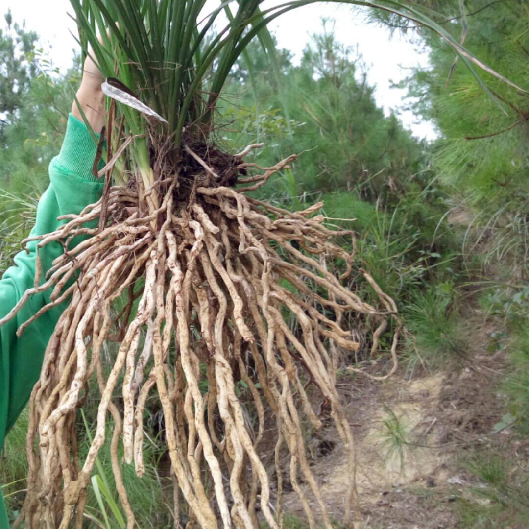 泡酒药材去风除湿腰椎颈椎肩周关节麻木中老年人中草药酒泡酒材料