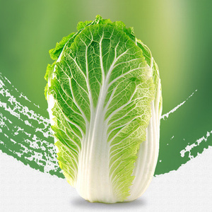 木竹山 熨斗无筋白菜 5kg