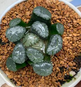 紫万象一物一拍十二卷多肉植物白瓷紫镜欧若拉空门凤凰白妙雪国